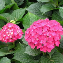 Load image into Gallery viewer, 🌺Hydrangea Seed: Unlock Nature&#39;s Beauty