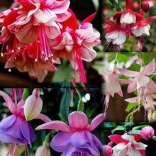 Load image into Gallery viewer, 🧚🏼 Dancing Elves - Lantern Flower Seeds🌱