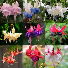 Load image into Gallery viewer, 🧚🏼 Dancing Elves - Lantern Flower Seeds🌱