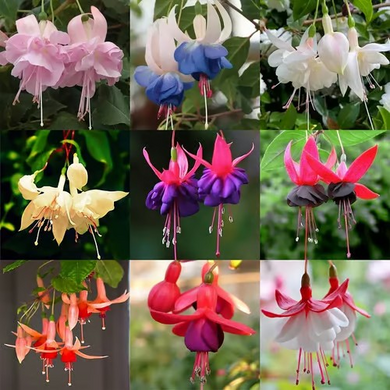 🧚🏼 Dancing Elves - Lantern Flower Seeds🌱