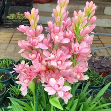 Load image into Gallery viewer, Double Petal Tuberose | Buy 1 Get 4 Free