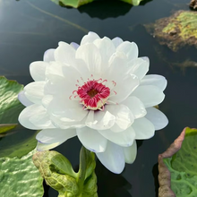 Load image into Gallery viewer, 💐The Sacred Bonsai Bowl Lotus Flower