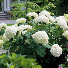 Load image into Gallery viewer, 🌺Hydrangea Seed: Unlock Nature&#39;s Beauty