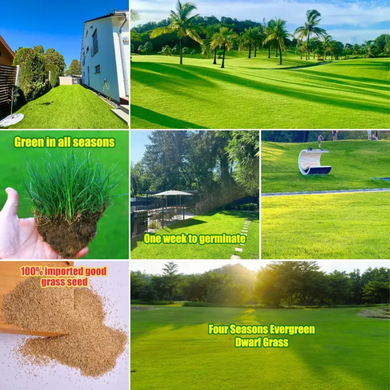 🌱 Evergreen dwarf grass seed for four seasons | Create your perfect lawn here