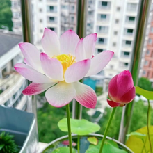 Load image into Gallery viewer, 💐The Sacred Bonsai Bowl Lotus Flower