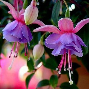 🧚🏼 Dancing Elves - Lantern Flower Seeds🌱