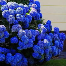 Load image into Gallery viewer, 🌺Hydrangea Seed: Unlock Nature&#39;s Beauty