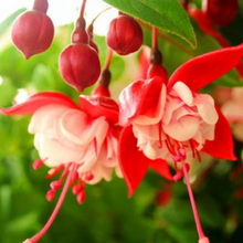Load image into Gallery viewer, 🧚🏼 Dancing Elves - Lantern Flower Seeds🌱