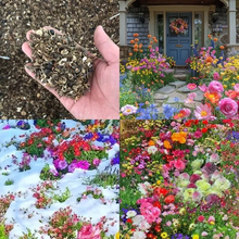 Load image into Gallery viewer, Mixed Perennial Flowers for All Seasons – 70+ Kinds