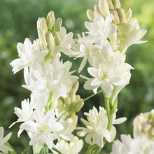 Load image into Gallery viewer, Double Petal Tuberose | Buy 1 Get 4 Free