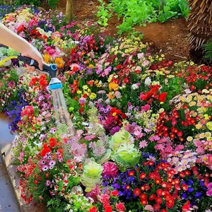 Mixed Perennial Flowers for All Seasons – 70+ Kinds