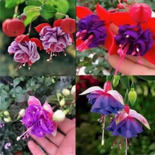 Load image into Gallery viewer, 🧚🏼 Dancing Elves - Lantern Flower Seeds🌱