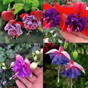 🧚🏼 Dancing Elves - Lantern Flower Seeds🌱