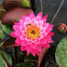 Load image into Gallery viewer, 💐The Sacred Bonsai Bowl Lotus Flower