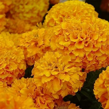 Load image into Gallery viewer, 🌺Hydrangea Seed: Unlock Nature&#39;s Beauty