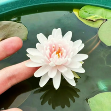 Load image into Gallery viewer, 💐The Sacred Bonsai Bowl Lotus Flower