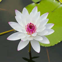 Load image into Gallery viewer, 💐The Sacred Bonsai Bowl Lotus Flower