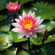 Load image into Gallery viewer, 💐The Sacred Bonsai Bowl Lotus Flower